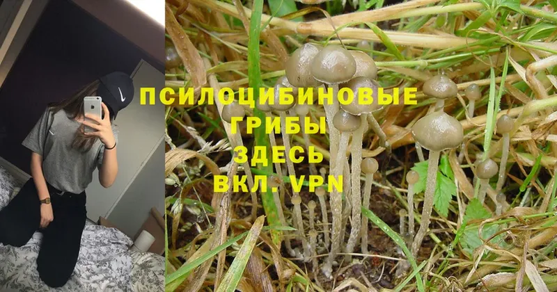 Галлюциногенные грибы Psilocybine cubensis  Качканар 